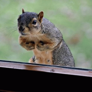 Sloth (USA-2) : Creeper Peeper